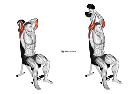 Sep 3, 2019 · Tricep extension is an isolation exercise for the tricep muscles. It involves extending (thus the name) the elbow joint against an external resistance like a dumbbell, a Theraband or a cable machine. This targets the tricep muscle that is located at the back of your upper arm. It’s a three-headed muscle just like the name suggests. 